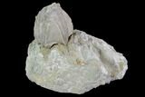 Blastoid (Pentremites) Fossil - Illinois #92219-1
